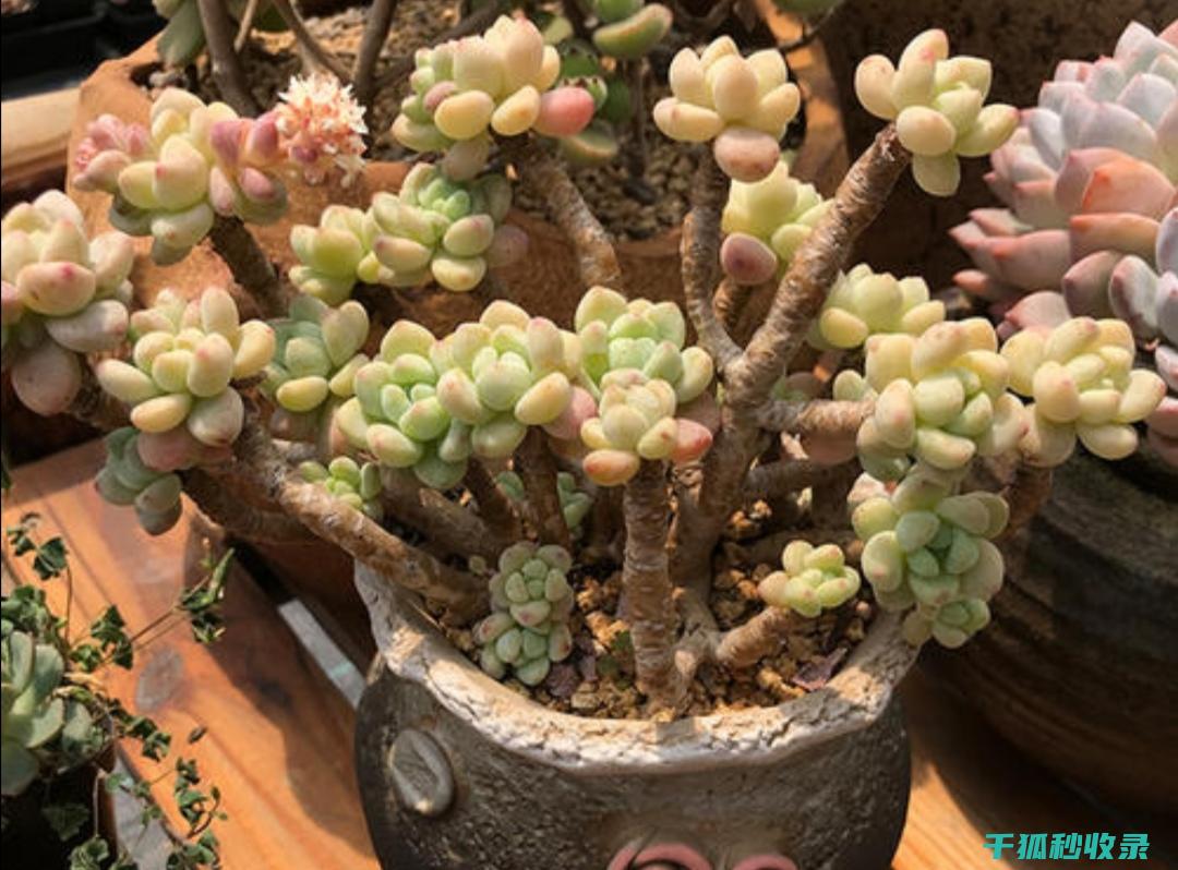 多肉植物养护误区：避免这些常见的错误 (多肉植物养护技巧)