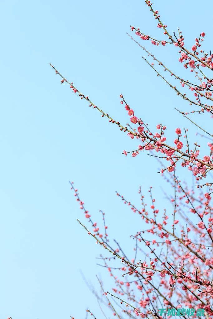 花卉施肥以什么肥为主