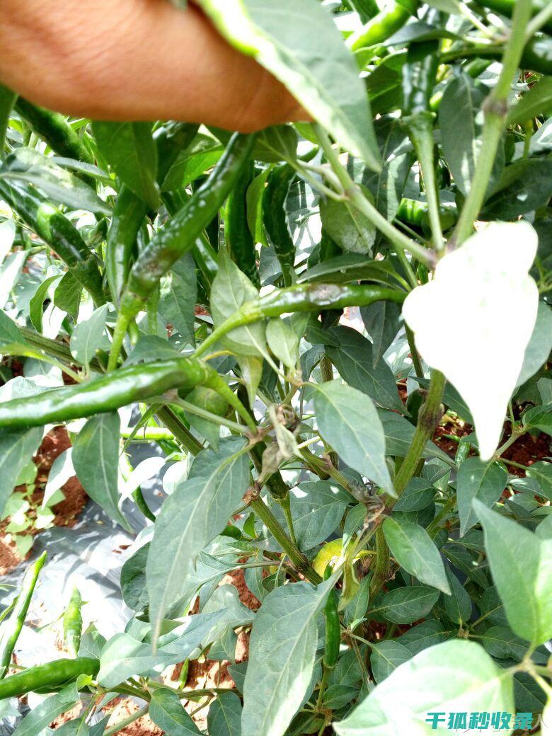 植物病虫害防治