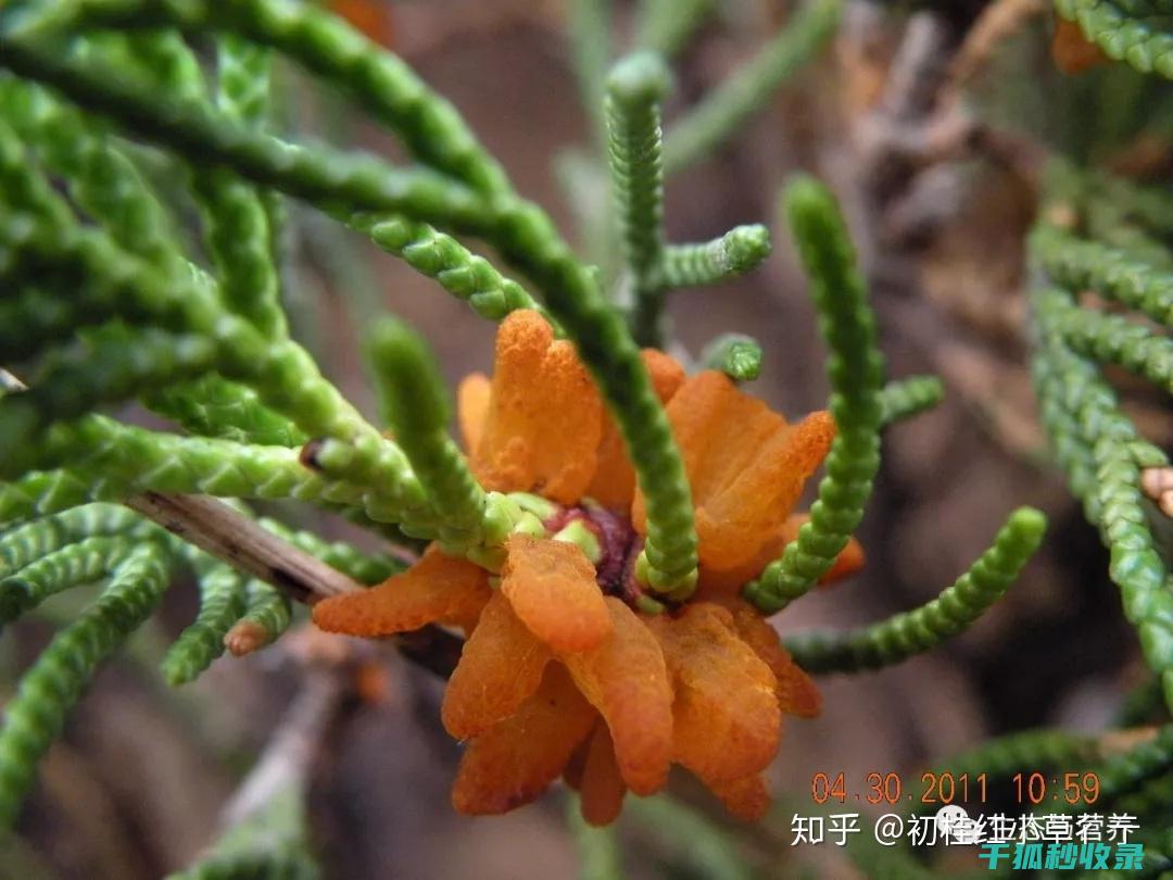植物病虫害防治：如何通过合理的环保防治系统降低病虫害风险 (植物病虫害防治方针)
