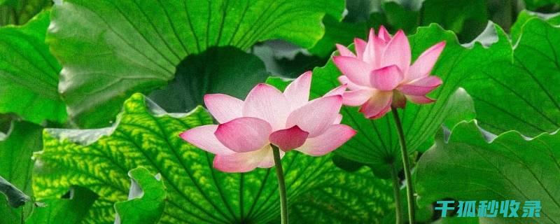花园防蚊妙招全解析
