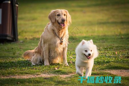 宠物碗清洁误区警示：别再犯这些错误了 (宠物碗清洁误食会怎样)